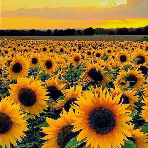 Meet your Posher, Jade - Picture 1 of 1